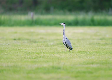 Grey heron