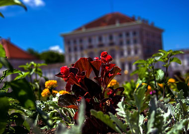 Flowers of Nympfenburg
