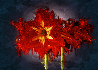 Red Amaryllis On Blue