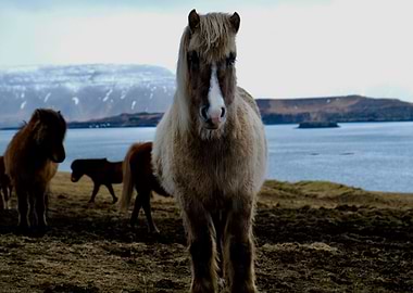 Icelandic Horse 1