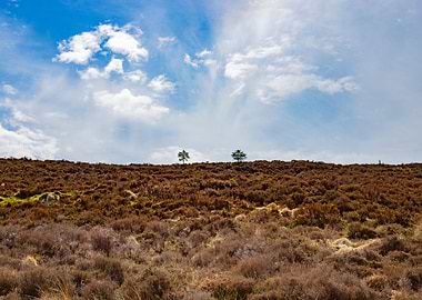 Two trees of tranquility
