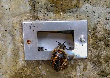 Electric Snail