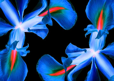 Blue Irises On Black