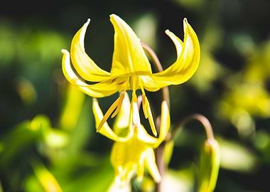Tiny yellow lily