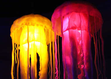 Jellyfish