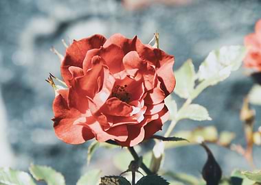 Red rose in blue pot
