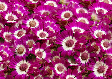 Bed of Purple Cineraria