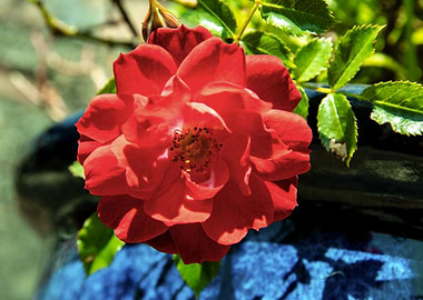 Red rose in blue pot