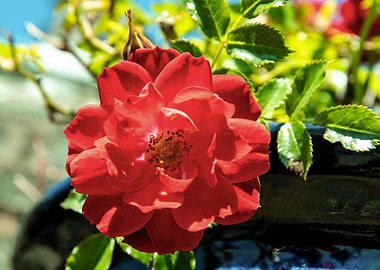 Red rose in blue pot