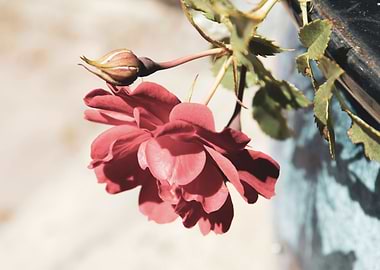 Red rose in blue pot