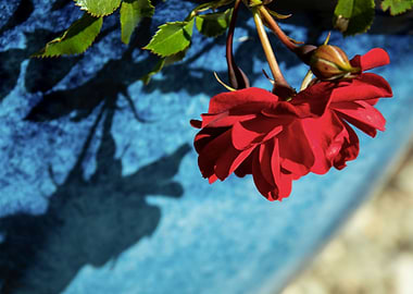 Red rose in blue pot