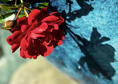 Red rose in blue pot