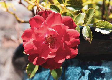 Red rose in blue pot