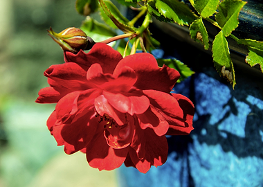 Red rose in blue pot