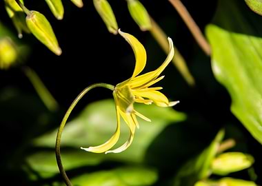 Tiny yellow lily