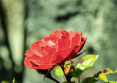 Red rose in blue pot