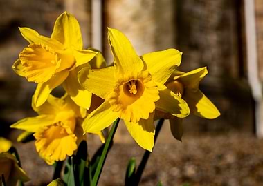 Daffodils