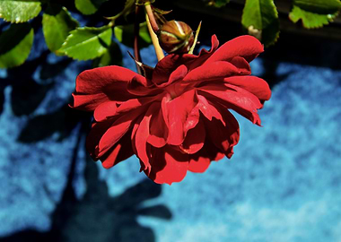 Red rose in blue pot