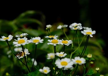 Cawdor Castle Gardens