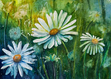 Daisies in dappled light