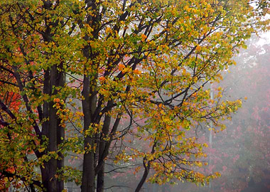 Foggy Autumn Morning