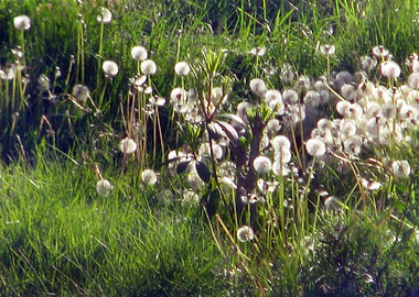 Field of Seed Heads