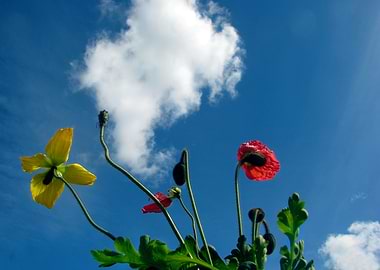Spring Sky Flowers