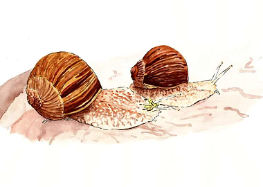 Snail couple