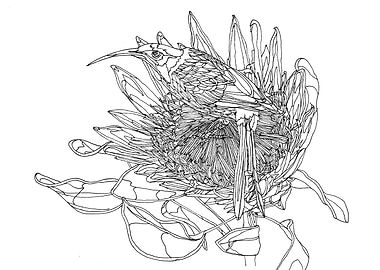 A bird on Protea flower