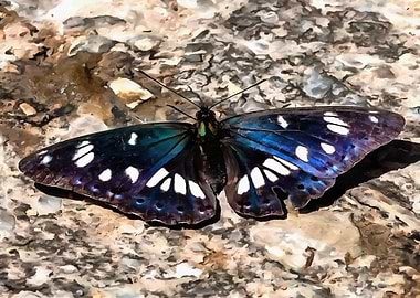 Southern White Admiral