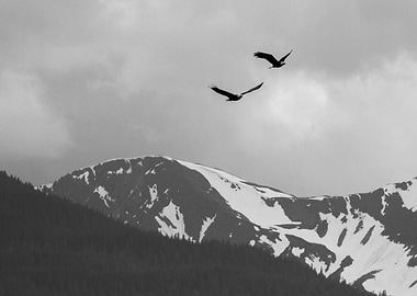 Eagles Black and White