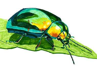 Colorful beetle on a leaf