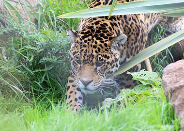 Jaguar