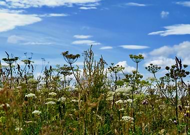 Culloden Battlefield