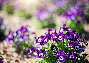 Purple Forget Me Nots