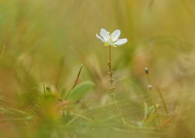 Knotted Pearlwort
