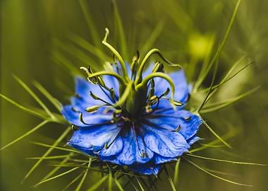 Blue Flower