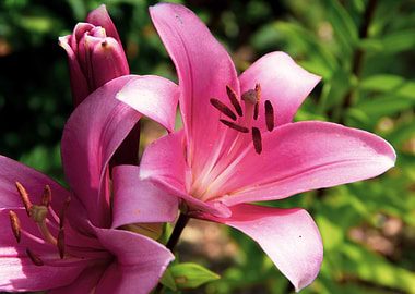Pink lily in garden