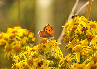 Small Copper