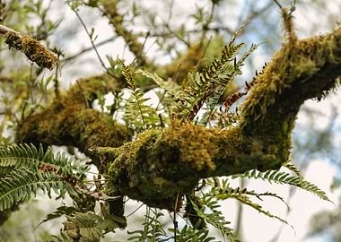 Fern growing from tree