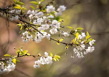 Cherry Blossom
