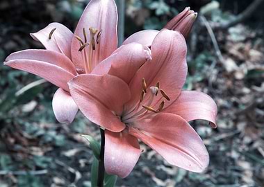 Pink lily in garden