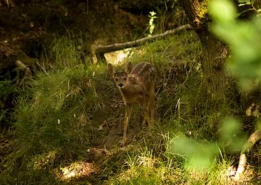 Roe deer fawn