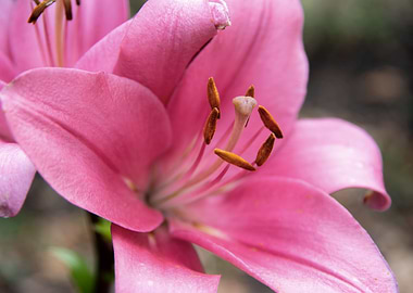 Pink lily in garden