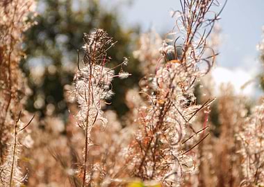 Rosebay Willowherb