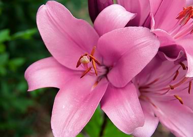 Pink lily in garden