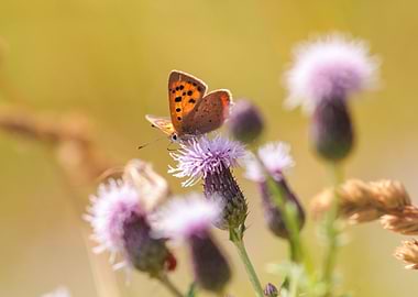 Small Copper