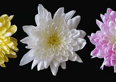 Three Chrysanthemums