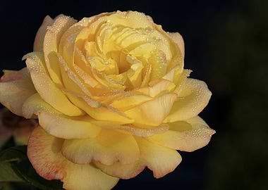Single Pale Yellow Rose