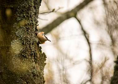 Nuthatch